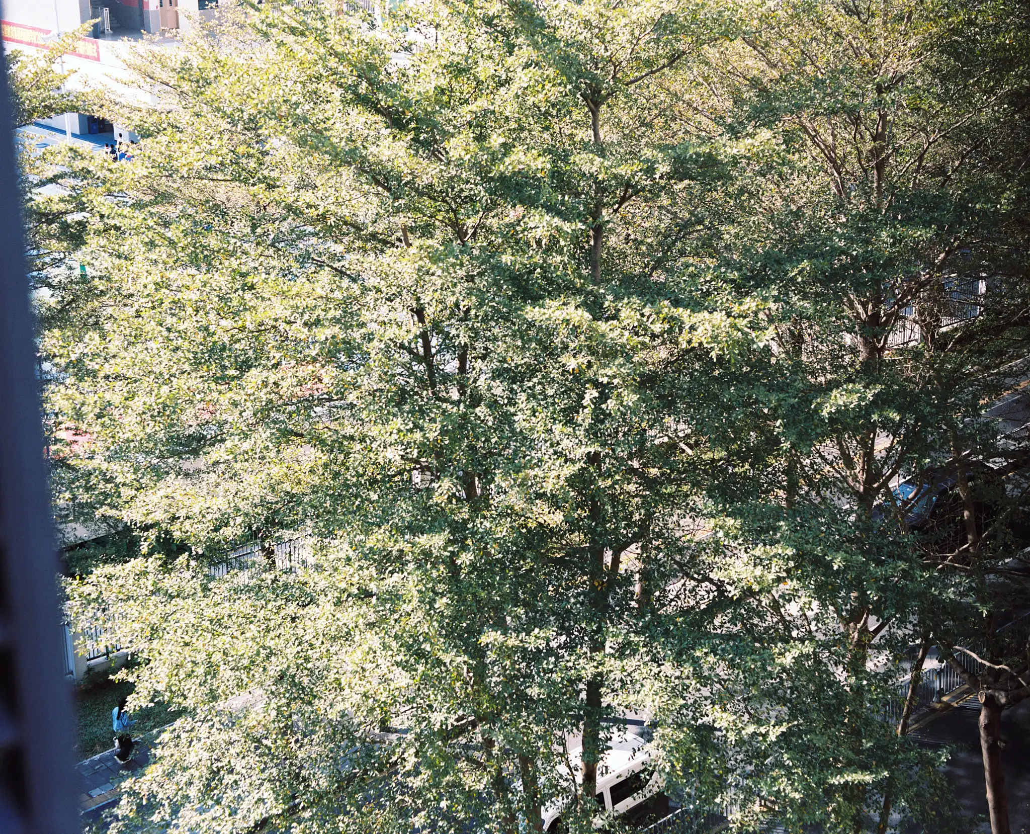 Tree, but overexposed